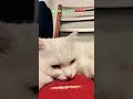 #cat #топ #друзья #юмор #подпишись #лайк #кошка #популярное #котики #love #catlover #kitten #cute