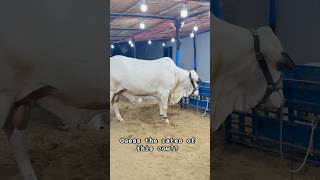 Download Lagu Beautiful cow #bakraeid #eiduladha #eid #gayen #bakra #camel #coversong #cow #music #food #karachi MP3