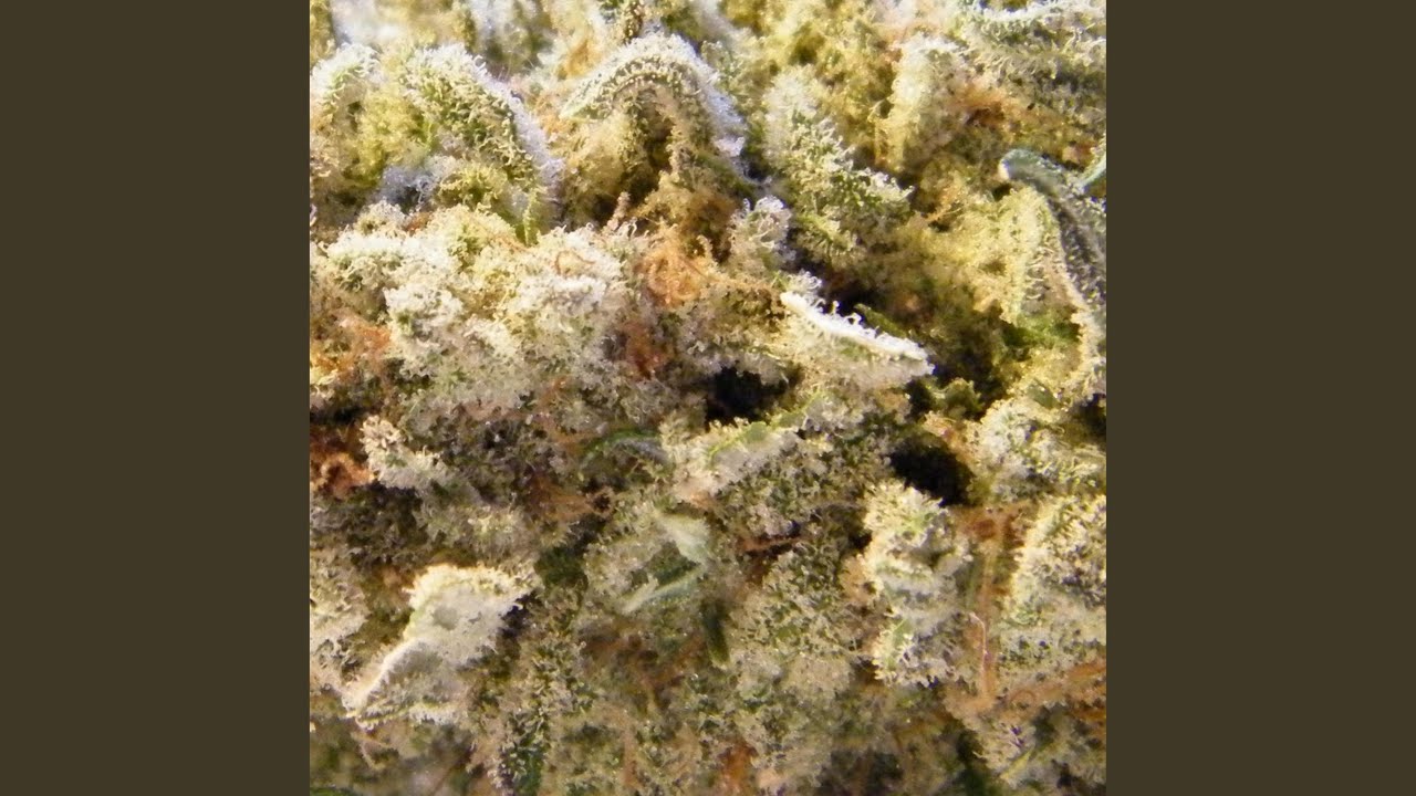 Watch All Day on YouTube Watch All Day on YouTube