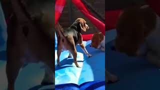 Beagles Playing on Bounce House