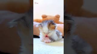 Cute Kittens❤️【118】#Shorts #Cutecat520 #Cat #Kittens #Pets