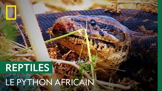 La puissance du python africain