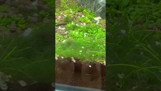 Борьба с водорослями креветкой Амано. Результат до и после. #креветкиамано #амано #креветка