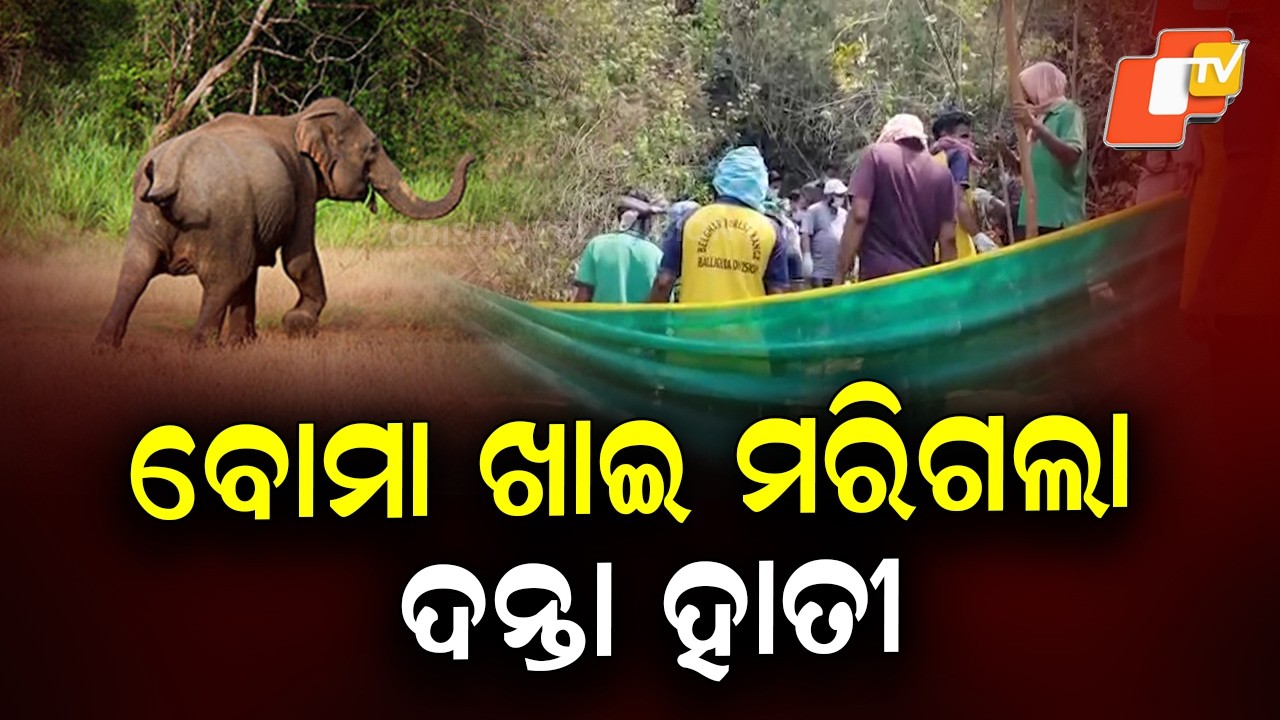 Tusker Elephant Dies After Consuming Explosive in Kandhamal Forest