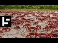 the christmas island miracle the migration of the bright red crab