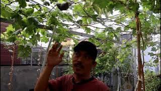 Hasil Cangkok Batang Muda Anggur Impor Ala TOP GARDEN