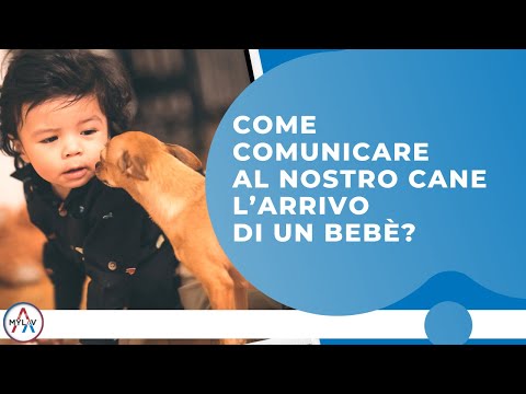 Video: Come fermare un cane da scavare nelle aiuole