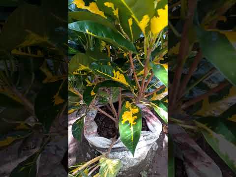 rare croton plants