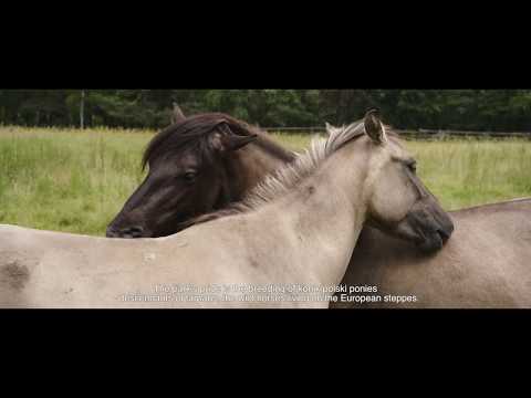 Wideo: Parki Narodowe Polski