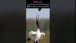 Amazing Bird Skills With Snake#Bird #Snake #Wildlife #Amazing #AnimalWorld #Shorts #Viral#IqbalYT