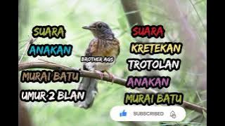 SUARA KRETEKAN ANAK AN MURAI BATU TROTOLAN.umur 2 bulan gacor