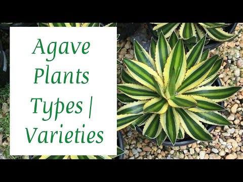 Video: Blå Agave (34 Foton): är Det En Kaktus Eller Inte? Hur Ser Växten Ut Och Växer Den?