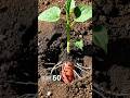 3 Month Growth Of Sweet Patato - Time Lapse #science #plantgrowth #sweetpotato