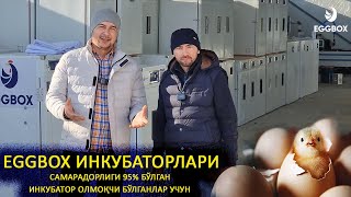 EGGBOX Корхонасида ясалган ИНКУБАТОРЛАР #INKUBATOR #EGGBOX #SARDORUZ