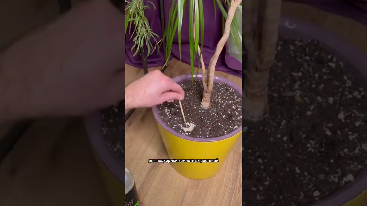 Как подкормить растение Ционом