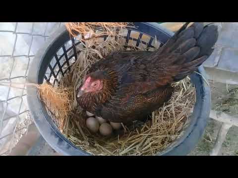 วีดีโอ: ทำไมไก่ต้องจิกไข่