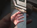 perri noOO AAA!!