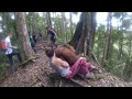 Held Hostage by an Orangutan, Bukit Lawang Jungle