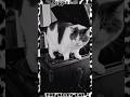 PEGGIE LEE-The Alley Cat Song 🐈 #vintage #music #shorts #retro