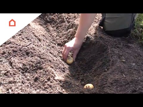 Video: Sådan Saltes Kartofler