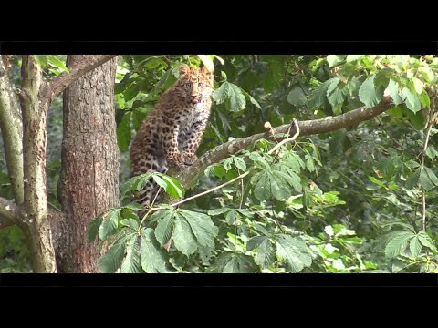 La famille des panthères de Chine du Nord - The family of North Chinese panthers (Thoiry)