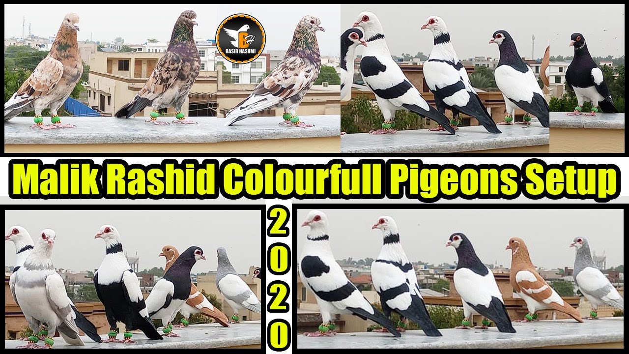 Malik Rashid Colourfull Pigeons Setup Sherazi,Lalband Ghaghray | Amazing Pigeon Loft | Basir Hashmi