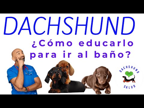 Vídeo: Com Criar Un Cadell De Basset