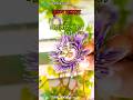 Story of Passion Flower Plant || Passion Flower