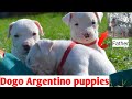 Dogo argentino puppies available in affordable price