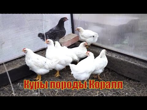 Куры породы Коралл.