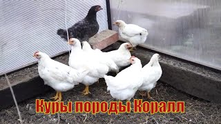 Куры породы Коралл.