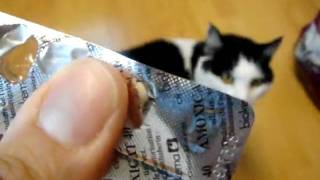 Medikamentengabe An Trixli