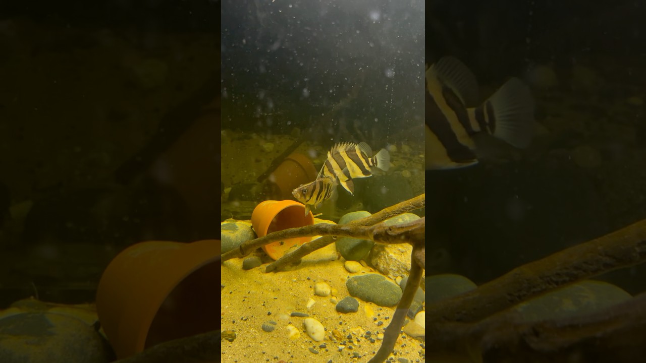 MY TWO TIGER DATNOIDS!!