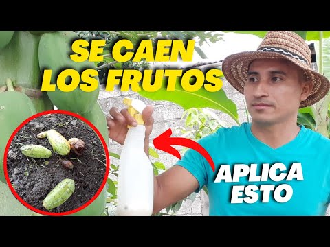 Video: Persimmon Droping Leaves: razones por las que las hojas se caen de los árboles de caqui