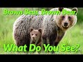 Brown Bear, Brown Bear, What Do You See? (Read Aloud)
