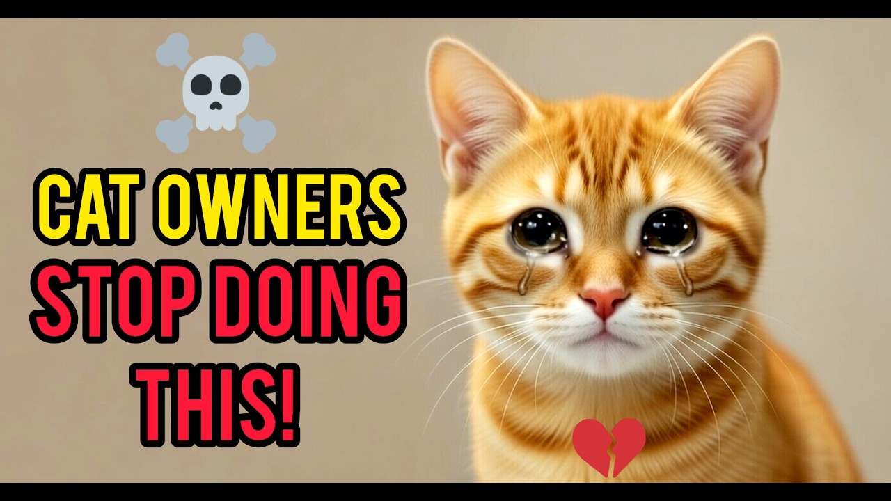 8 вещей, которые НИКОГДА нельзя делать со своей кошкой (смертельные грехи кошек)