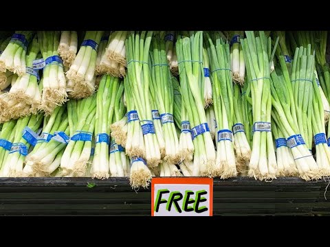 فيديو: كيفية زراعة البصل الأخضر من المتجر: زراعة البصل الأخضر في البقالة
