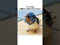 【ツバメ】の面白い雑学 #shorts #鳥ビア #雑学