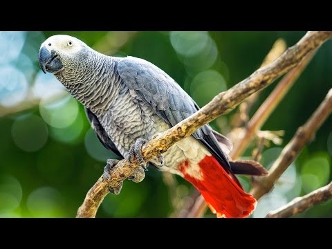 Video: How To Keep A Parrot Gray