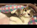 Mother Cat and Cute Kittens 😍 Best Family Cats Comilation 2018