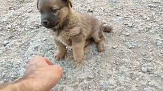 Stray puppy want to  play