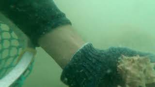 asi es nuestro trabajo bajo el mar en la pesca del caracol bahia de kino sonora