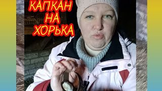 Итоги ночи 🪤 навожу капкан на хорька🧈🥩какую приманку выбрала