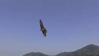 2番手撮影の時間 Today`s Feeding Falcon Lure Training.4/6 2番手撮影の時間 Today`s Feeding Falcon Lure Training.4/6