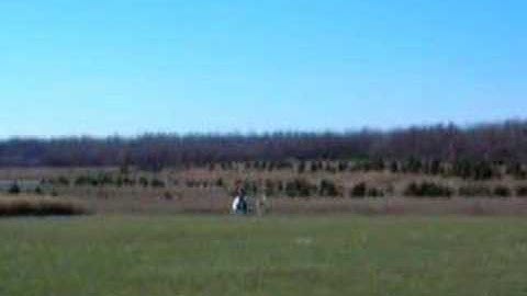 T-rex 450 se Crash? Wreck? 3-D? Inverted Flight?