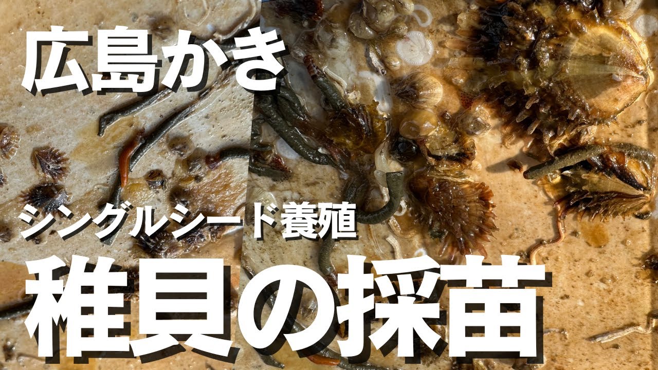 【牡蠣養殖】天然の広島かき！稚貝の採苗