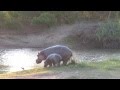 Nijlpaard met jong in het Krugerpark