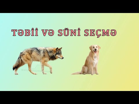 Təkamül.Təbii və Süni seçmə - Texno Məkan