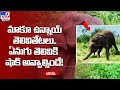 Smart elephant breaks electric fence using technique, resurfacing video