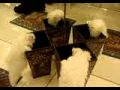 Toy Maltese puppy Piper playing in mirrors ~ Short